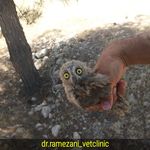 کلینیک پرندگان شیراز