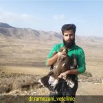 کلینیک پرندگان شیراز