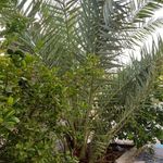 رستوران شایان بستک