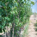 نهال درخت گل و گیاه فروشی