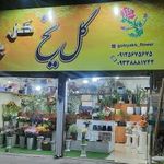 گل یخ