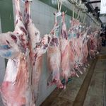 سالن قطعه بندی مرغ فاطمیان