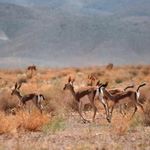 منطقه حفاظت گردیده سیرخون