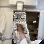 درمانگاه دامپزشکی های پت