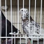 آپارات آپاراتی لاستیک رضایی