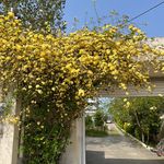 ویلا ساحلی مازیار ۱ (ویلا اجاره‌ای)