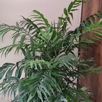 گل و گیاه گلدون