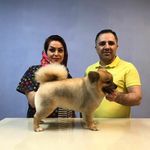 اصلاح و آرایش حیوانات خانگی میرزایی
