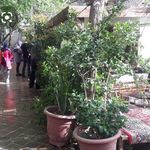 رستوران تیگران