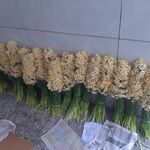 گل فروشی پریچهره