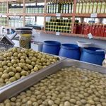 زیتون حاج صفری و پسران اصل شعبه ۷