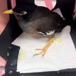 کلینیک دامپزشکی کارمن