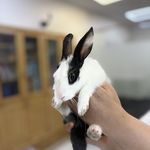 درمانگاه دامپزشکی های پت