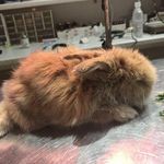 کلینیک دامپزشکی ژاوه