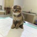 کلینیک دامپزشکی ژاوه