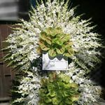 گل فروشی اپونتیا