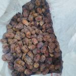 فروش عمده انواع خرما