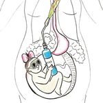 دکتر لیلا قربانی