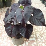 گلسرای بهشت قم