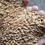 تعاونی نگین سبز زرندیه