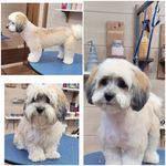 آرایشگاه حیوانات خانگی  فرامرز