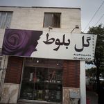گل بلوط