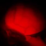 دکتر فریناز پورسینا