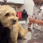 دامپزشکی دکتر آرمین سروری