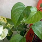 کالای خواب حلما