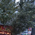 تولیدی سپیدار