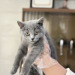 درمانگاه دامپزشکی های پت