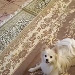 مجموعه تربیت سگ شمال پت