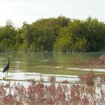 گشت جزیره قشم