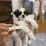 درمانگاه دامپزشکی های پت