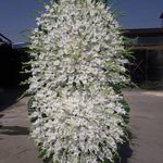 گل فروشی دنیز (آنلاین) -ارسال فوری