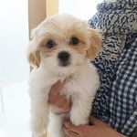 درمانگاه دامپزشکی های پت