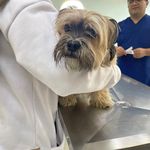 درمانگاه دامپزشکی های پت