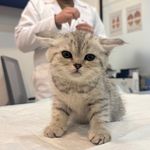 کلینیک دامپزشکی رنیسا