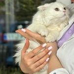 کلینیک دامپزشکی آرمه