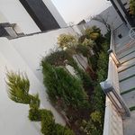 خدمات باغبانی هرس کاری صاحبدل