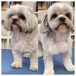 آرایشگاه حیوانات خانگی  فرامرز