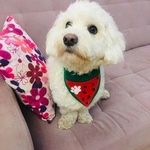 مجموعه تربيت سگ شجاع