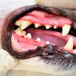 درمانگاه دامپزشکی های پت