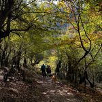 اقامتگاه اکولوژ ساسنگ