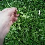 پخش عمده سبزی پاک شده سبزآوران