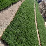 سبزه شب عید قربانی