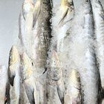 ماهی بوشهری با مدیریت حیدری