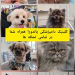 کلینیک دامپزشکی پاندورا
