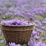 زعفران ویونا آریا
