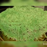 شیرینی و کیک خانگی دِلی شِز